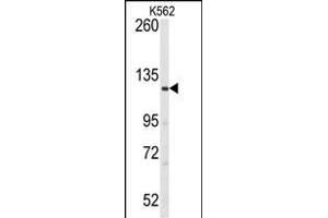 Western blot analysis of anti-LATS1 Antibody (N-term) (ABIN391033 and ABIN2841200) in K562 cell line lysates (35 μg/lane). (LATS1 antibody  (N-Term))