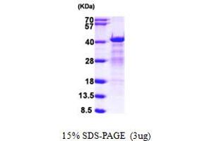 SDS-PAGE (SDS) image for Heterogeneous Nuclear Ribonucleoprotein C (C1/C2) (HNRNPC) (AA 1-293) protein (His tag) (ABIN667386) (HNRNPC Protein (AA 1-293) (His tag))