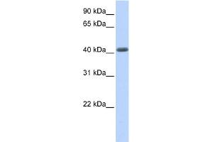 WB Suggested Anti-LRRC2 Antibody Titration:  0.