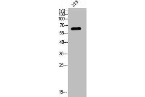 Western blot analysis of 3T3 lysis using Phospho-Fyn (Y530) antibody. (FYN antibody  (pTyr530))
