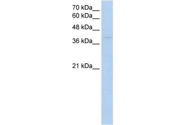 RNF165 antibody  (Middle Region)