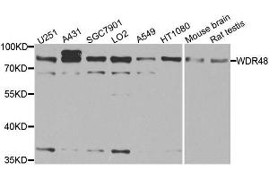 Western blot analysis of extracts of various cell lines, using WDR48 antibody. (WDR48 antibody  (AA 450-677))