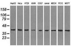 Image no. 2 for anti-Mitogen-Activated Protein Kinase 1 (MAPK1) antibody (ABIN1499293) (ERK2 antibody)