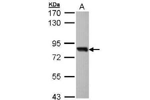 AP22458PU-N SOX13 antibody staining of Molt-4 at 1/1000 (A). (SOX13 antibody  (AA 75-520))
