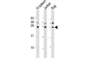 All lanes : Anti-GZMH Antibody (N-Term) at 1:2000 dilution Lane 1: human spleen lysates Lane 2: Jurkat whole cell lysates Lane 3: Raji whole cell lysates Lysates/proteins at 20 μg per lane. (GZMH antibody  (AA 19-52))