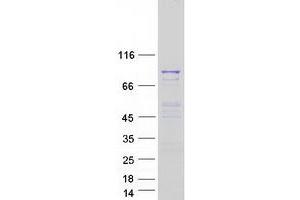 Validation with Western Blot (MSH5 Protein (Transcript Variant 4) (Myc-DYKDDDDK Tag))
