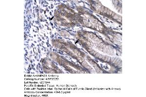 Human Stomach (NPAS1 antibody  (C-Term))