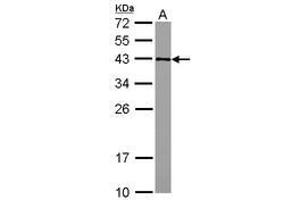 Image no. 2 for anti-Glucose-Fructose Oxidoreductase Domain Containing 2 (GFOD2) (AA 198-385) antibody (ABIN1498450) (GFOD2 antibody  (AA 198-385))