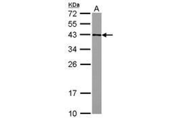 GFOD2 anticorps  (AA 198-385)