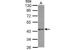 WB Image Sample (30 ug of whole cell lysate) A: Jurkat 10% SDS PAGE antibody diluted at 1:1000 (C14orf94 antibody)