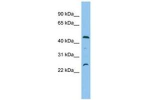 OSCP1 antibody  (AA 35-84)