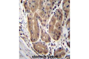 ABHD2 Antibody (Center) immunohistochemistry analysis in formalin fixed and paraffin embedded human stomach tissue followed by peroxidase conjugation of the secondary antibody and DAB staining. (ABHD2 antibody  (Middle Region))