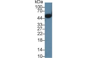 Detection of ORM2 in Mouse Heart lysate using Polyclonal Antibody to Orosomucoid 2 (ORM2) (Orosomucoid 2 antibody  (AA 19-207))