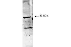 Western blot analysis using  Immunochemical's Affinity Purified anti-Neu2 antibody to detect Neu-2 present in a lysate expressing human Neu2 (1. (NEU1 antibody  (Internal Region))