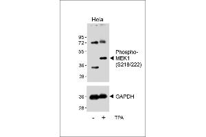 Western blot analysis of lysates from Hela cell line, untreated or treated with T(200nM, 30 min), using Bi-Phospho-MEK1(/222) Antibody (upper) or GDH (lower).