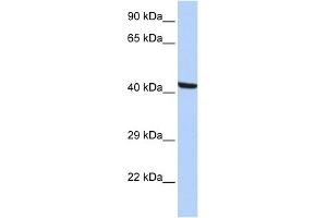 WB Suggested Anti-KPTN Antibody Titration: 0. (KPTN antibody  (N-Term))