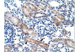 Image no. 1 for anti-Chloride Intracellular Channel 1 (CLIC1) (AA 62-111) antibody (ABIN202109) (CLIC1 antibody  (AA 62-111))
