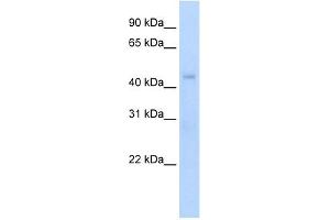 Western Blot showing Rgs7 antibody used at a concentration of 1-2 ug/ml to detect its target protein. (RGS7 antibody  (N-Term))