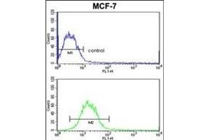 SNRPB Antibody (N-term R49) (ABIN650785 and ABIN2839557) flow cytometric analysis of MCF-7 cells (bottom histogram) compared to a negative control cell (top histogram). (SNRPB antibody  (N-Term))