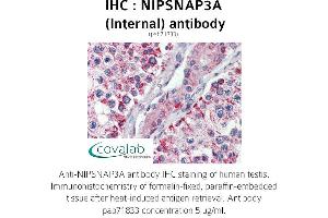 Image no. 2 for anti-Nipsnap Homolog 3A (NIPSNAP3A) (Internal Region) antibody (ABIN1737368)