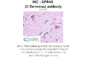 Image no. 1 for anti-G Protein-Coupled Receptor 45 (GPR45) (C-Term) antibody (ABIN1735106) (GPR45 antibody  (C-Term))