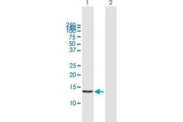 POLR1D antibody  (AA 1-133)