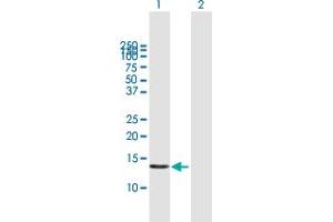Western Blot analysis of POLR1D expression in transfected 293T cell line by POLR1D MaxPab polyclonal antibody.