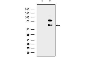 anti-Src-Related Kinase Lacking C-Terminal Regulatory Tyrosine and N-Terminal Myristylation Sites (SRMS) (C-Term) antibody