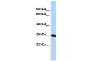 ZNF524 antibody  (AA 35-84)
