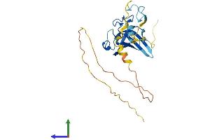 AlphaFold protein structure predicition of Human Recombinant ZCCHC17 Protein, UniprotID Q9NP64 (ZCCHC17 Protein (AA 1-241) (His tag))