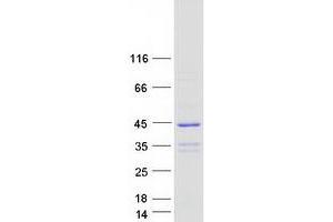 Validation with Western Blot
