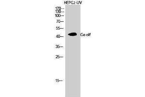 Western Blotting (WB) image for anti-Guanine Nucleotide Binding Protein, alpha Stimulating, Olfactory Type (GNAL) (Internal Region) antibody (ABIN3184967) (GNAL antibody  (Internal Region))