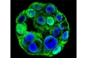 Confocal immunofluorescent analysis of SP1 antibody with WiDr cells followed by Alexa Fluor 488-conjugated goat anti-rabbit lgG (green). (SP1 antibody  (AA 677-707))