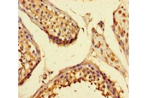Immunohistochemistry of paraffin-embedded human testis tissue using ABIN7168986 at dilution of 1:100 (STK25 antibody  (AA 1-426))