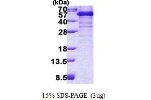 SDS-PAGE (SDS) image for TAR DNA Binding Protein (TARDBP) (AA 1-414) protein (His tag) (ABIN5852969)