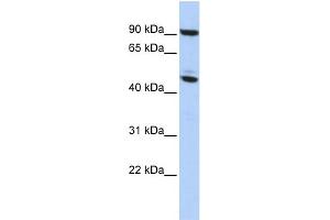WB Suggested Anti-MECP2 Antibody Titration:  0.