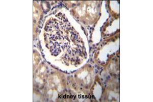 AKR1C3 Antibody immunohistochemistry analysis in formalin fixed and paraffin embedded human kidney tissue followed by peroxidase conjugation of the secondary antibody and DAB staining. (AKR1C3 antibody  (AA 107-135))