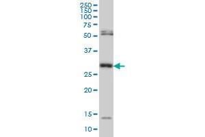 Western Blotting (WB) image for anti-N-Methylpurine-DNA Glycosylase (MPG) (AA 1-90) antibody (ABIN598818) (MPG antibody  (AA 1-90))