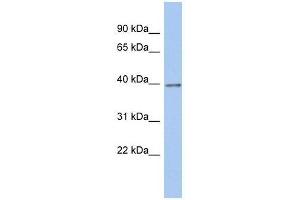 ZNF670 antibody used at 0. (ZNF670 antibody  (N-Term))