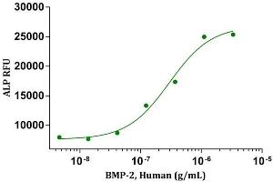 BMP-2, Human induced alkaline phosphatase production in C2C12 cells. (BMP2 Protein (AA 283-396))