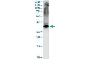 STX1A monoclonal antibody (M02), clone 1B11-1A8. (STX1A antibody  (AA 1-251))