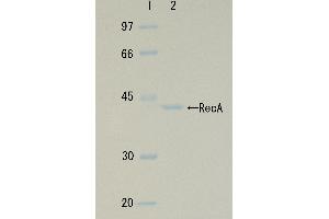 SDS-PAGE (SDS) image for RecA (Active) protein (ABIN2452179) (RecA (Active) Protein)