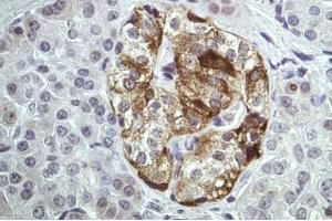IHC-P Image Immunohistochemical analysis of paraffin-embedded Human pancreas tissue, using ANXA2, antibody at 1:100 dilution. (Annexin A2 antibody  (N-Term))