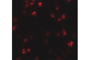 Immunofluorescence staining of human spleen tissue with 20 ug/mL FRMPD1 polyclonal antibody . (FRMPD1 antibody  (C-Term))