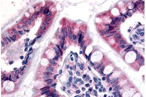 Anti-ESRRG / ERR3 antibody  ABIN1048588 IHC staining of human small intestine. (ESRRG antibody  (N-Term))