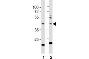 Western blot testing of E2F1 antibody at 1:1000 dilution. (E2F1 antibody  (AA 342-371))