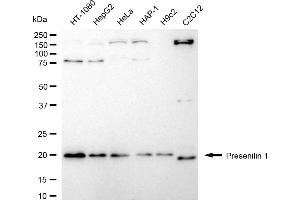 Western blotting analysis using presenilin 1 antibody (ABIN7799897).