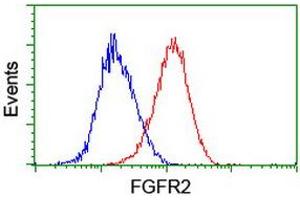Image no. 1 for anti-Fibroblast Growth Factor Receptor 2 (FGFR2) antibody (ABIN1498248) (FGFR2 antibody)