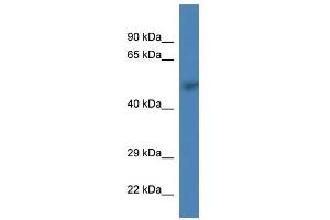 Western Blot showing Prim1 antibody used at a concentration of 1. (PRIM1 antibody  (C-Term))