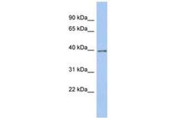 ZNF670 antibody  (AA 35-84)